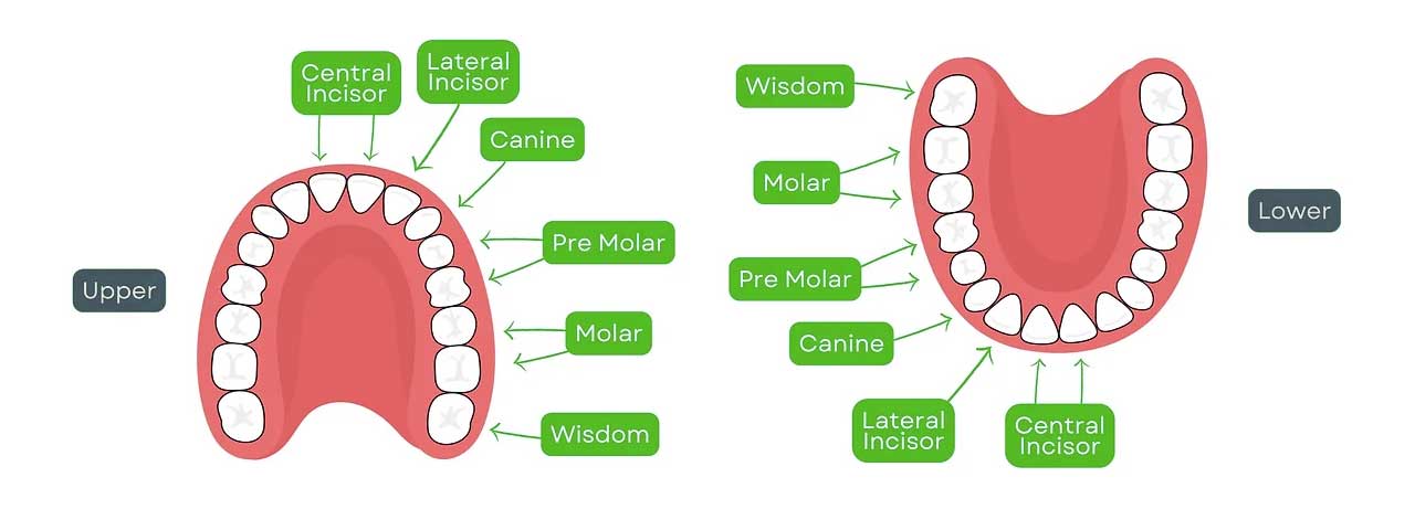 a drawn diagram showing the different types of teeth and their locations
