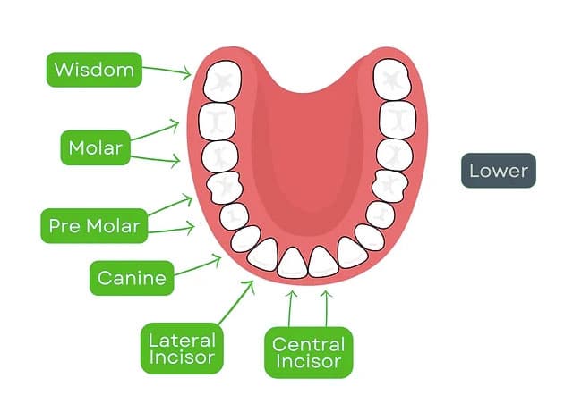 diagram showing the types of teeth in the lower mouth that is cropped for mobile