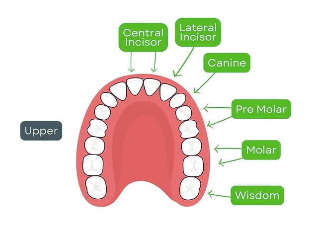 diagram showing the types of teeth in the upper mouth that is cropped for mobile