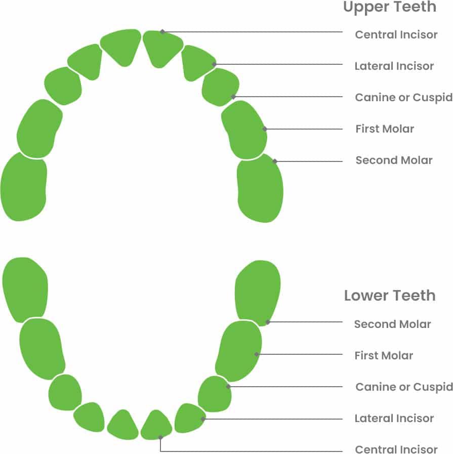 chart diagram showing the location of all twenty baby teeth