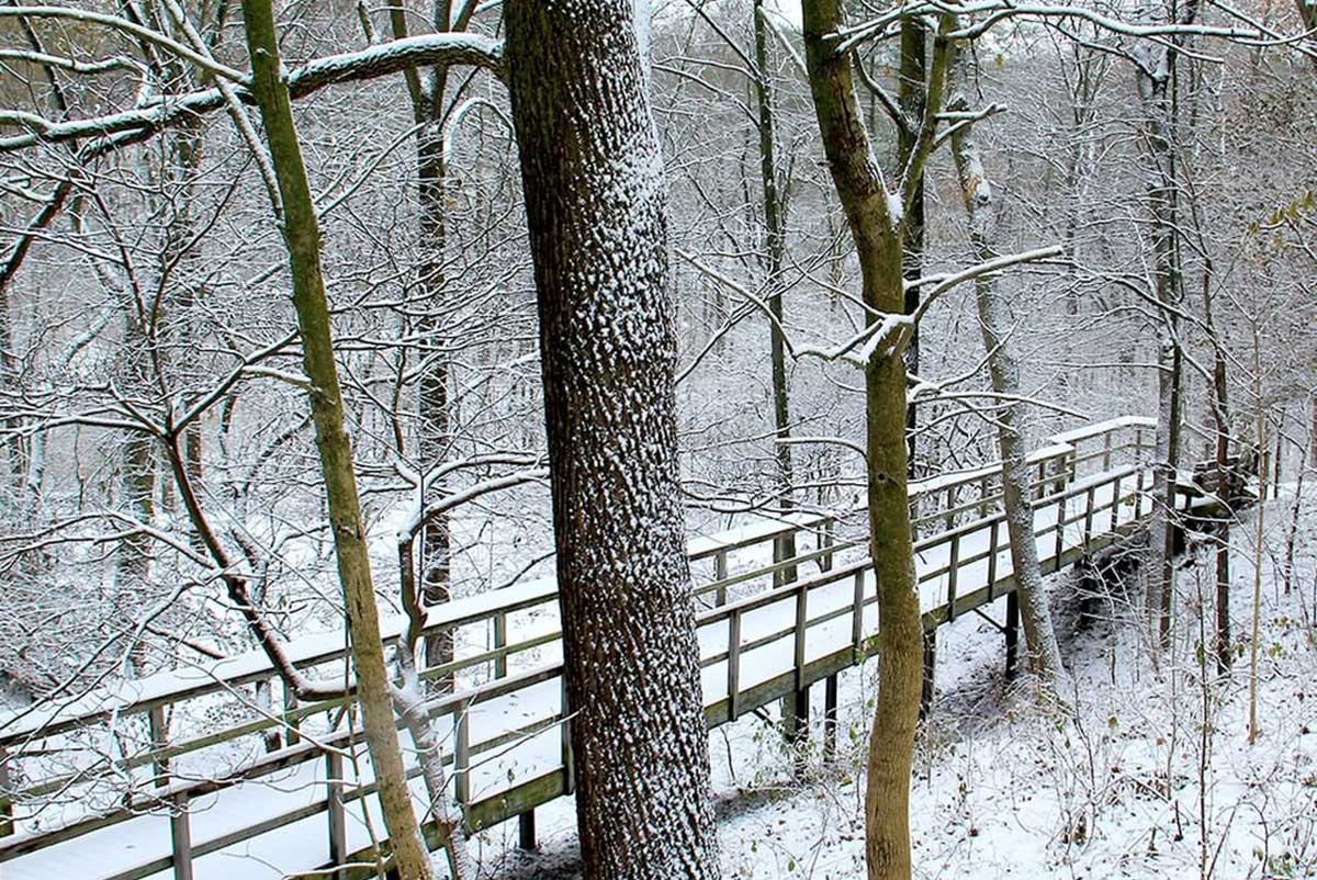 photo of a hamilton winter hiking trail through the forest