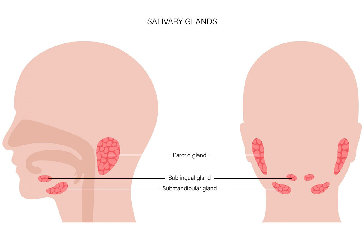 diagram image showing salivary glands and their position in the body.